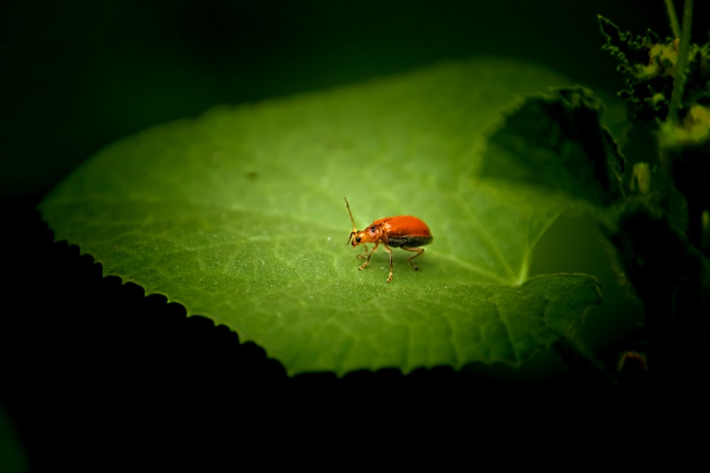 a red bug sitting on top of a green leaf