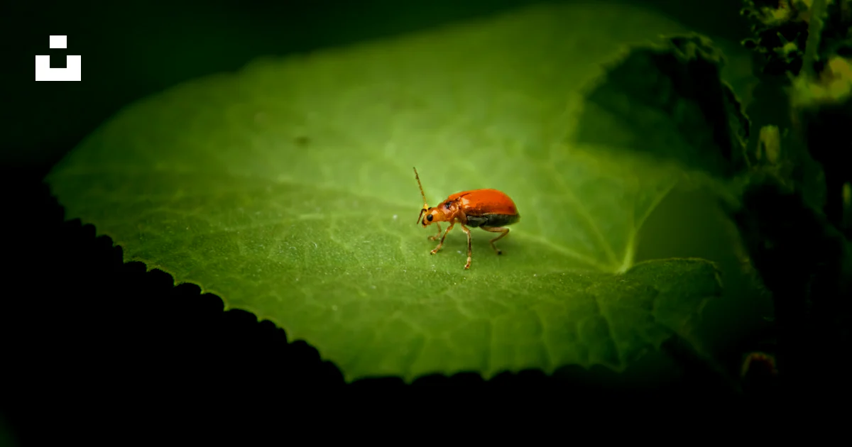 Un insecto rojo sentado encima de una hoja verde foto – Imagen de Hoja ...