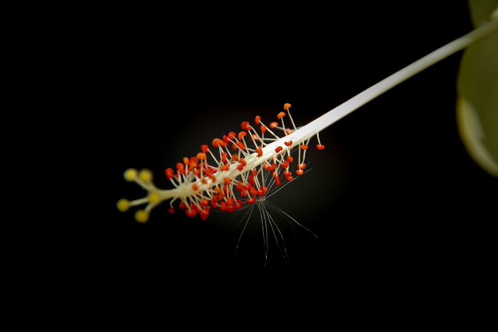 a close up of a flower on a stem