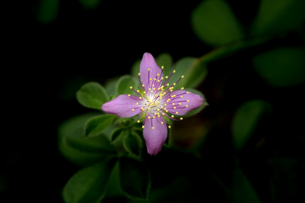 a close up of a purple flower with green leaves