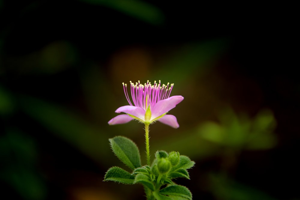 a pink flower with green leaves on a black background