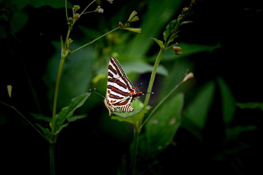 a striped butterfly sitting on top of a green plant