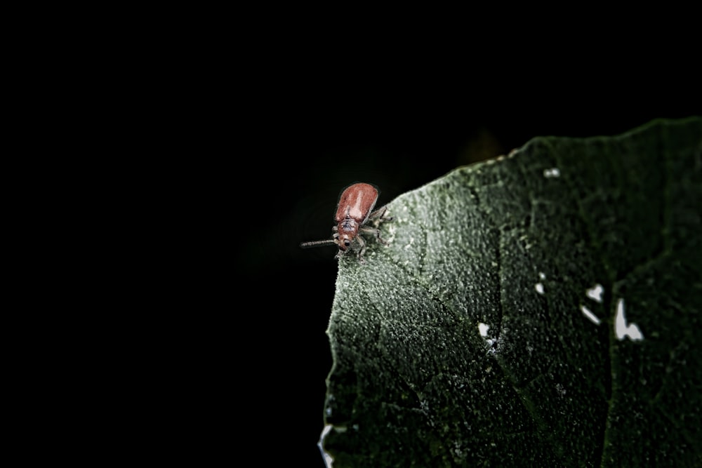 a bug crawling on a green leaf in the dark