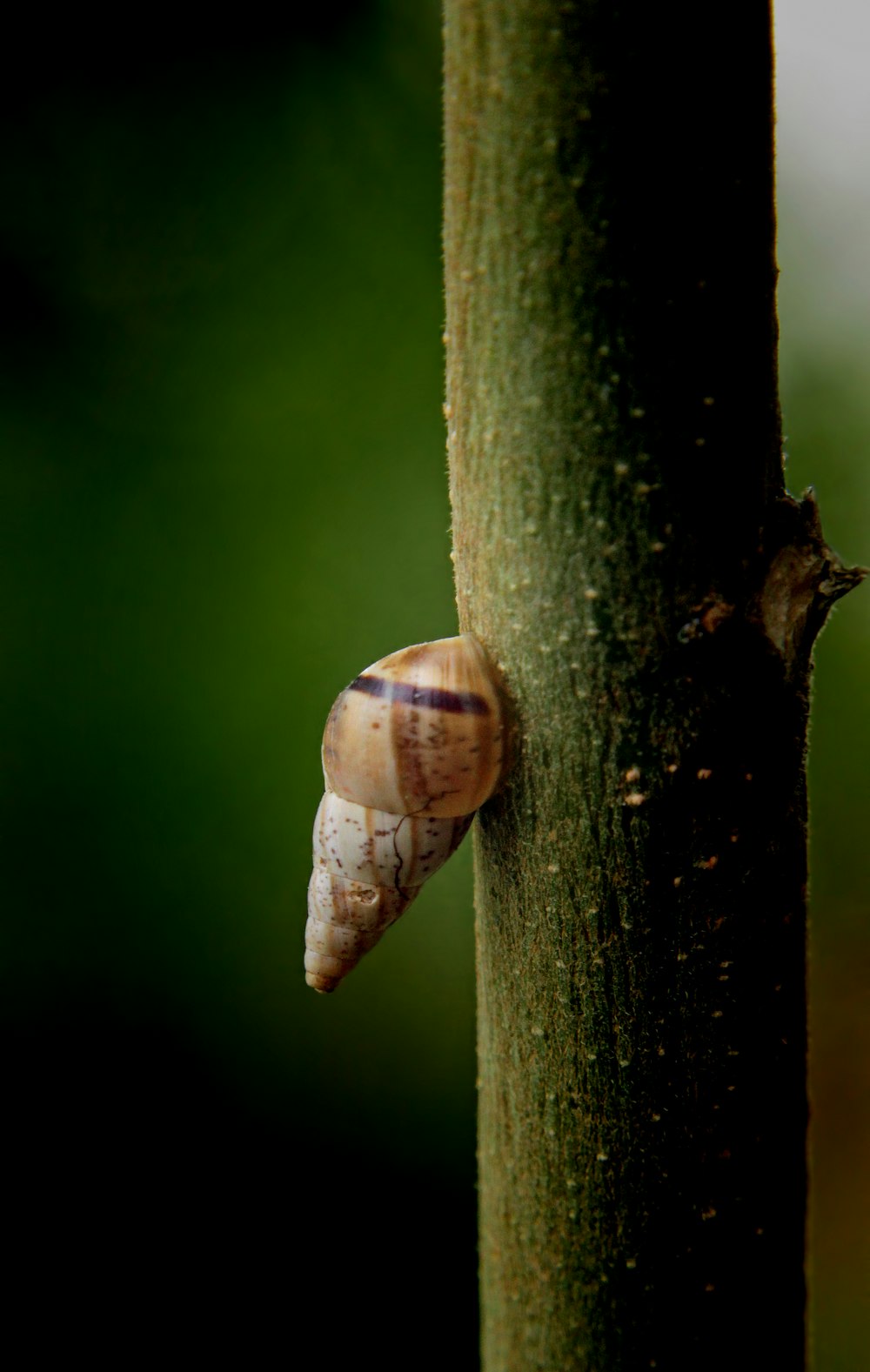 Nahaufnahme einer Schnecke auf einem Baum