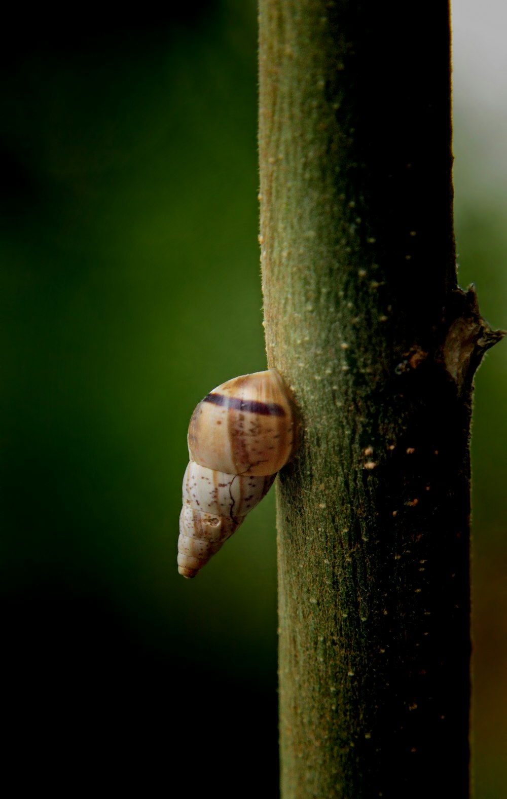 a close up of a snail on a tree