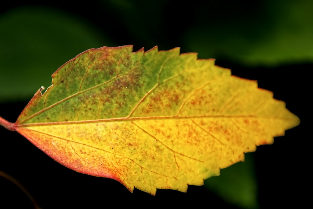 a close up of a yellow and green leaf