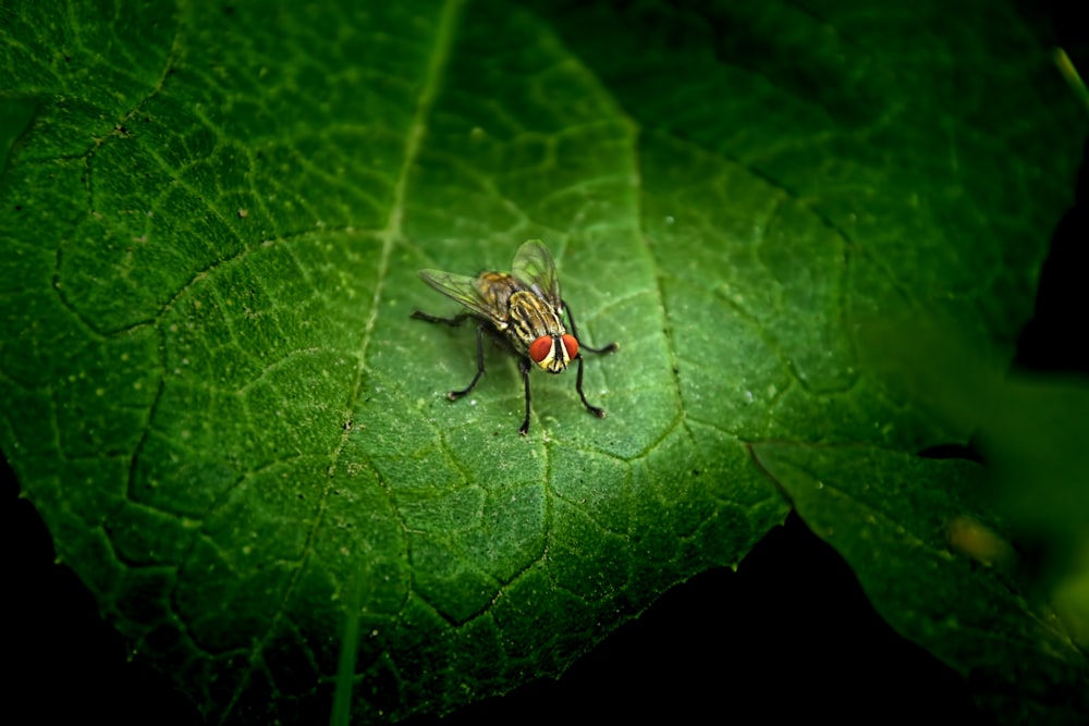 a fly sitting on top of a green leaf