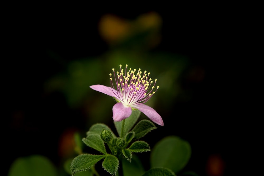 a pink flower with yellow stamens on a black background