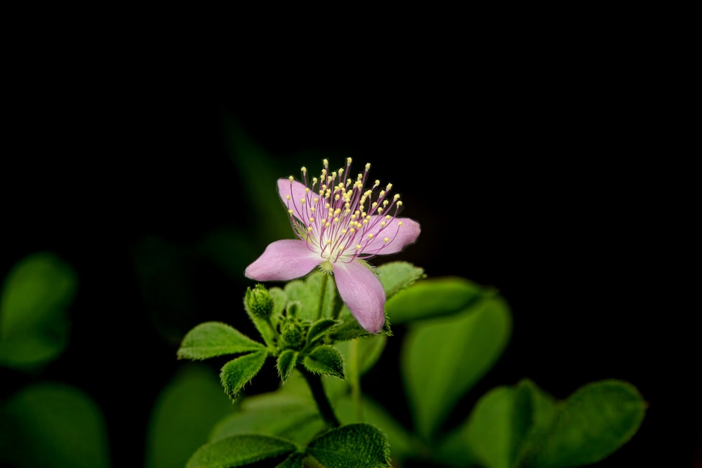 a pink flower with green leaves in the background