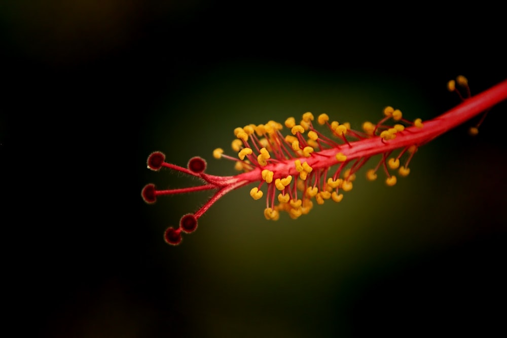 a close up of a red and yellow flower