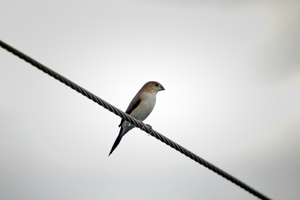 a bird sitting on a wire with a sky background