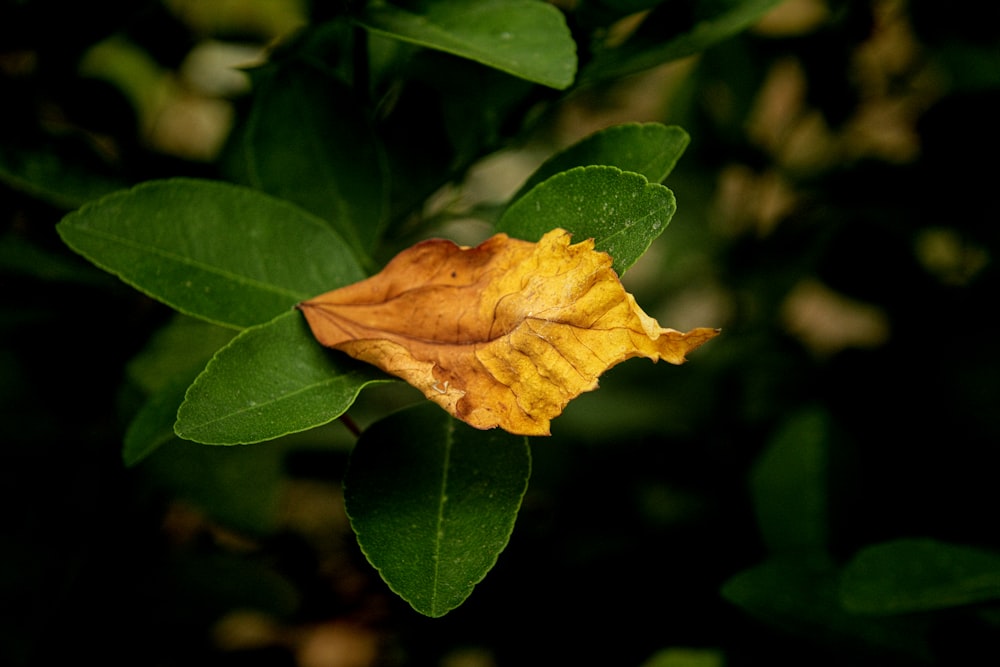 a yellow and brown leaf on a green leaf