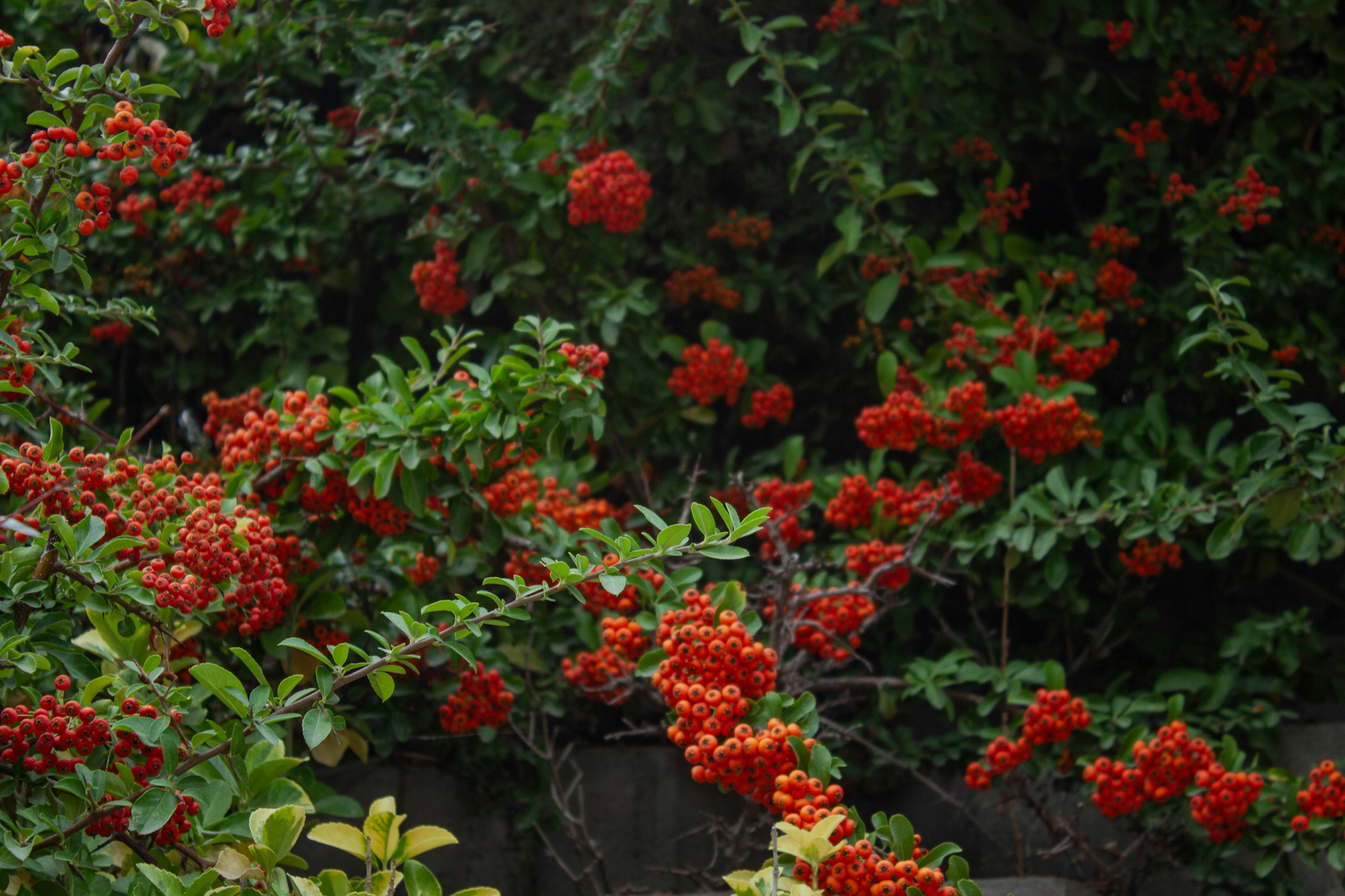 a bush with red berries and green leaves