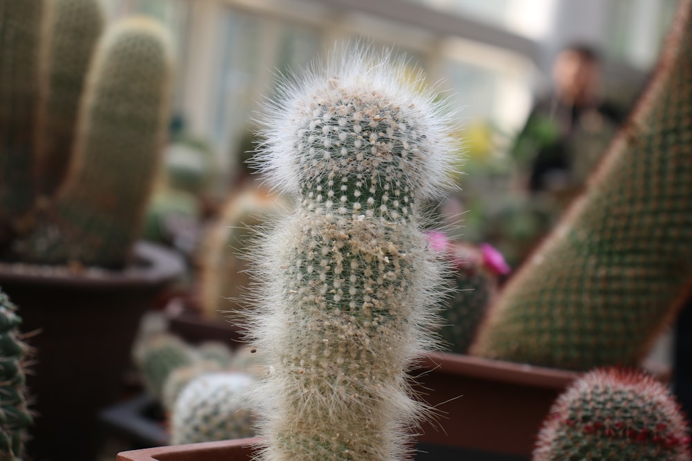 a close up of a cactus in a pot