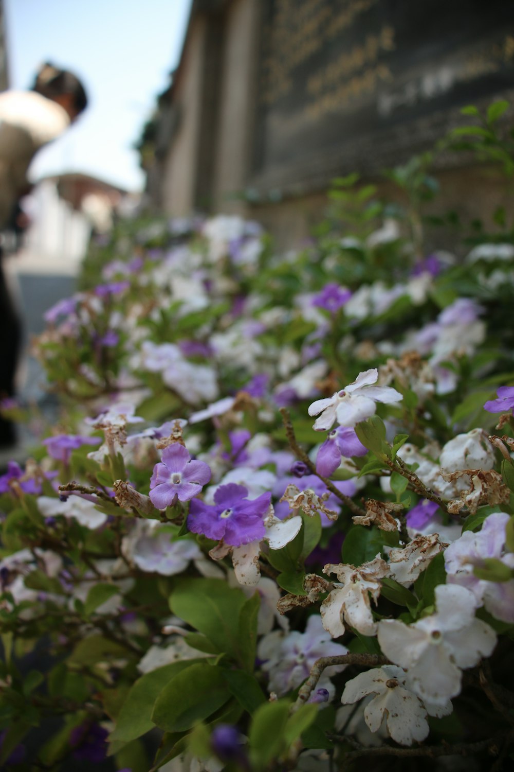 purple and white flowers in front of a building