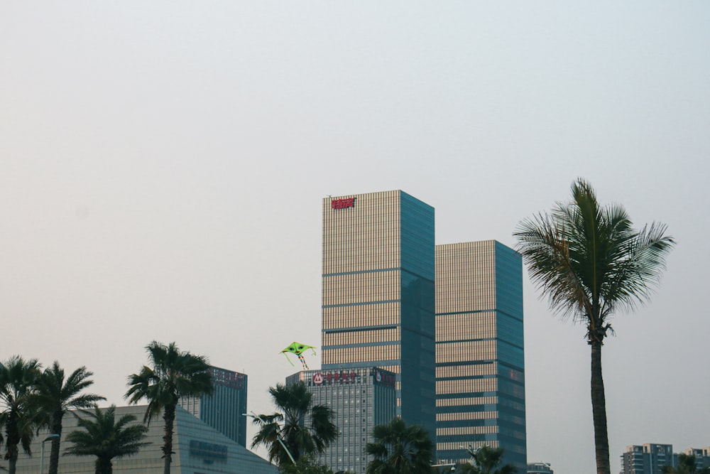 a city with palm trees and tall buildings