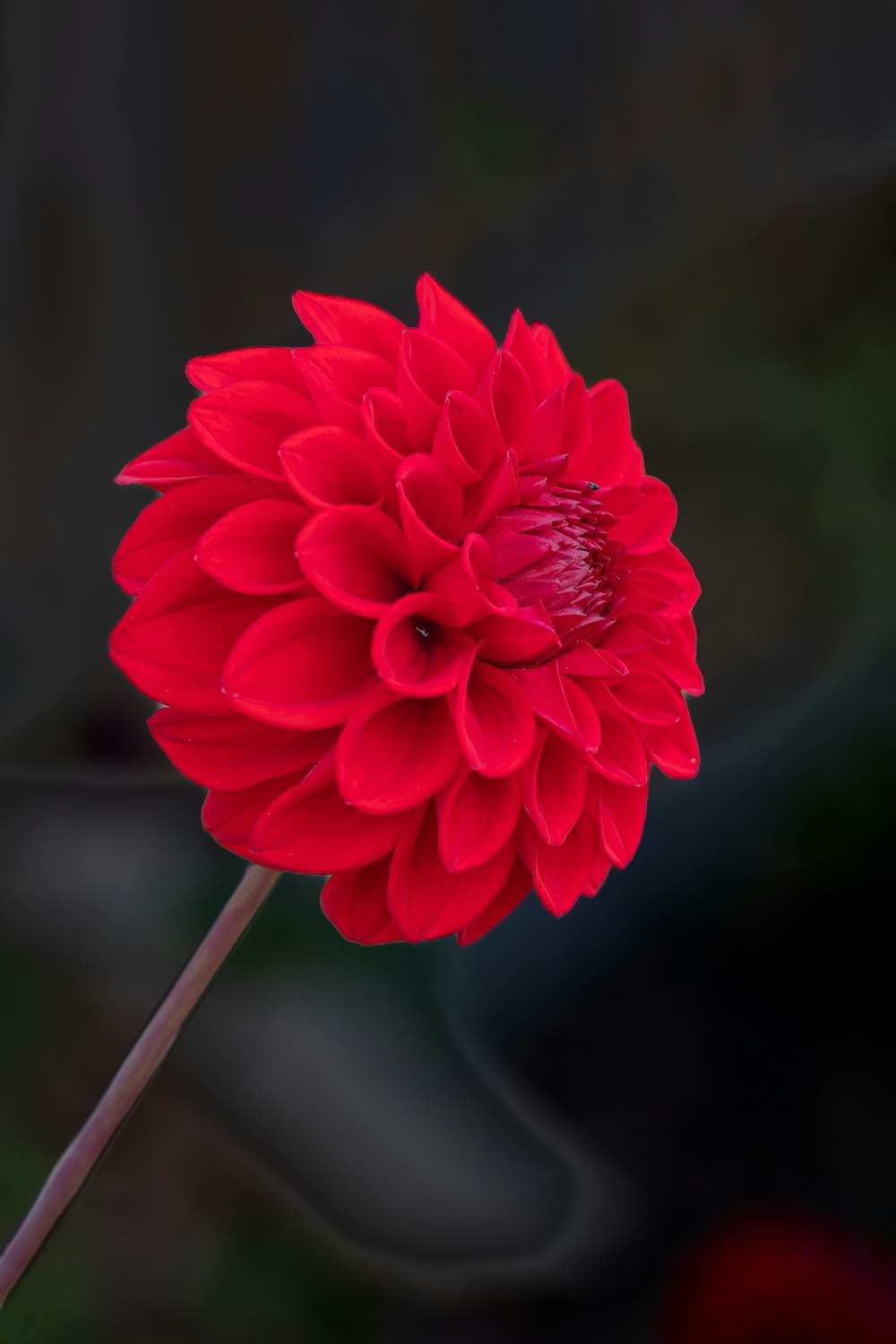 a red flower with a black background