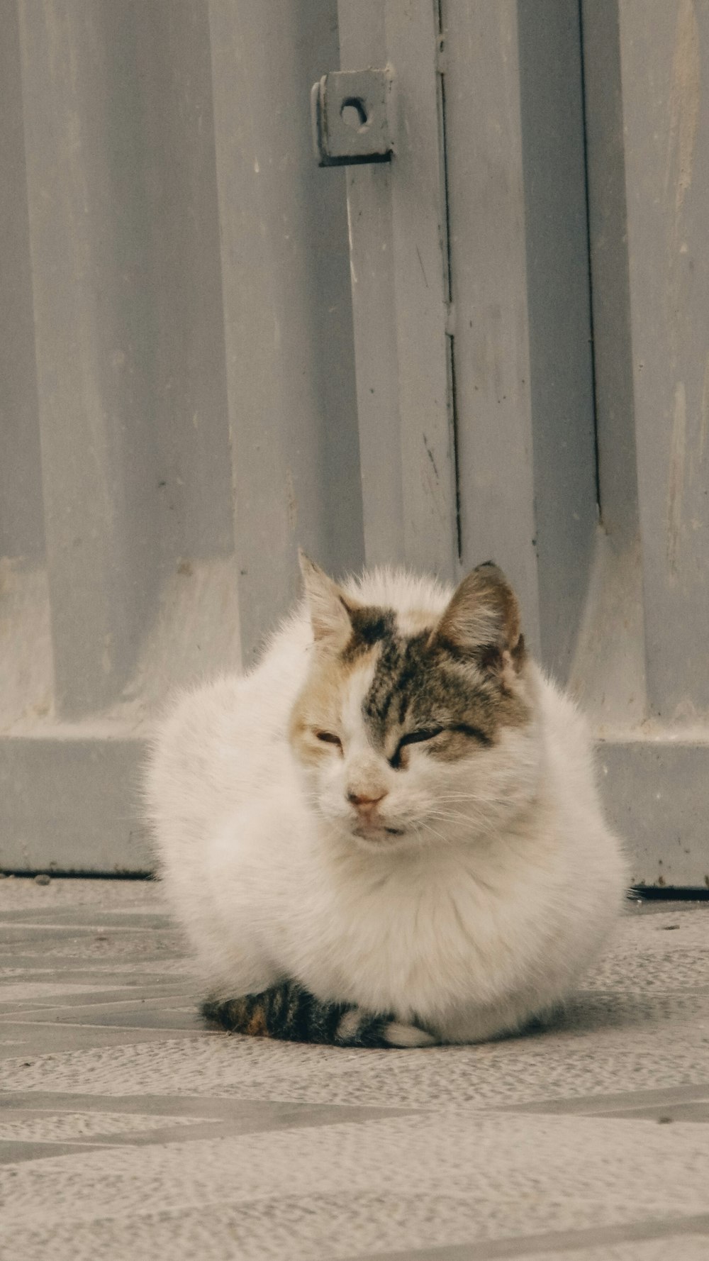 a cat sitting on the ground next to a door