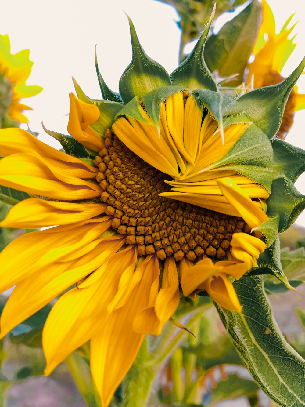 a large yellow sunflower with green leaves