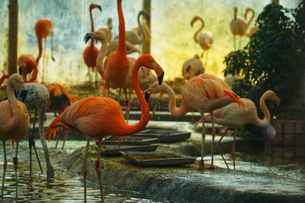 a group of flamingos standing in a pond of water