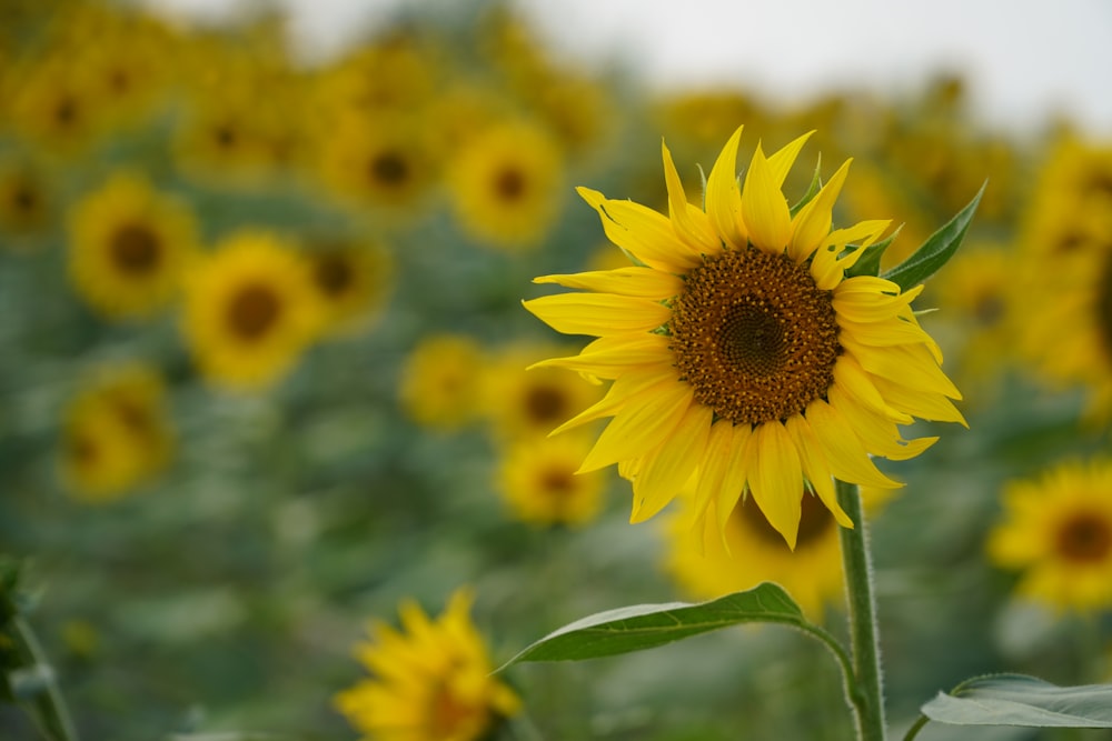 un grand tournesol dans un champ de tournesols