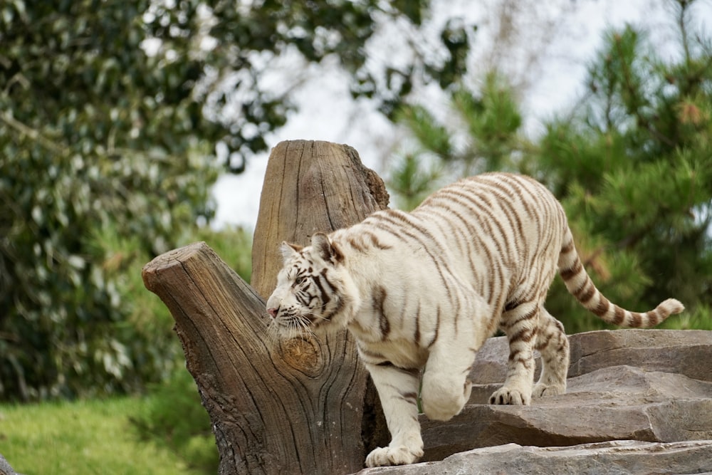 a white tiger walking on top of a pile of rocks