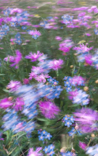 Close-up of a vibrant wildflower field swaying gently in the breeze