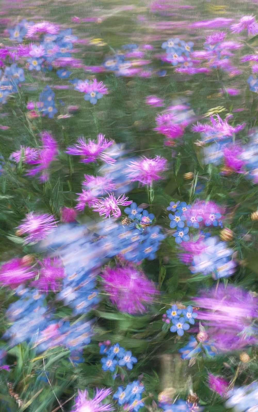 a field full of purple and blue flowers