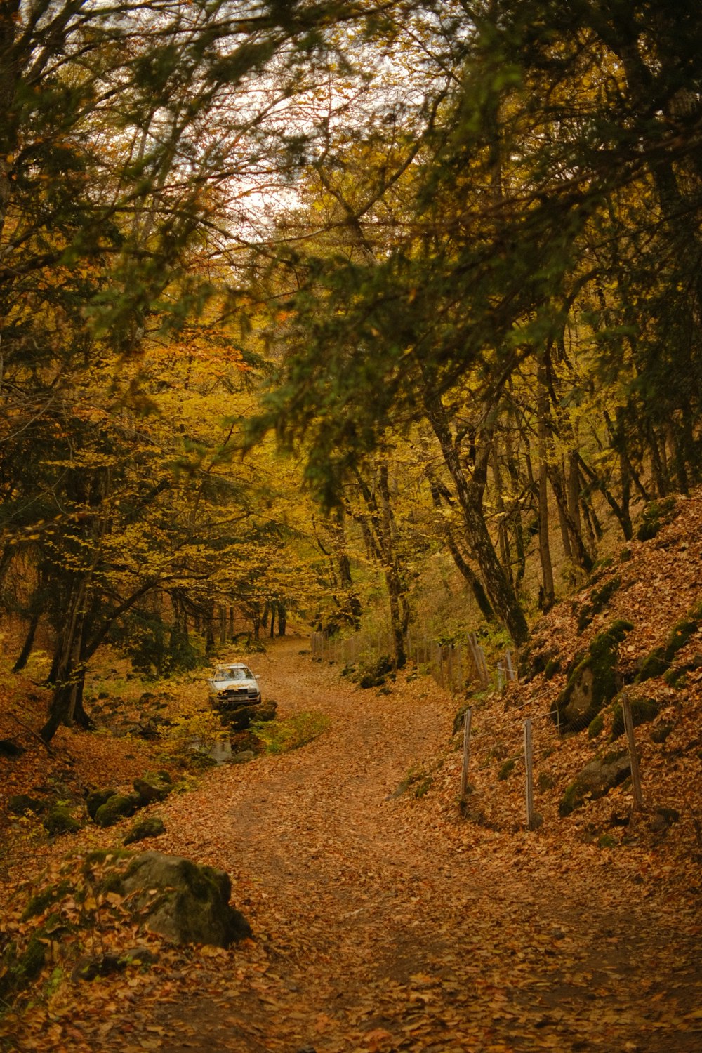 a car parked on a dirt road surrounded by trees