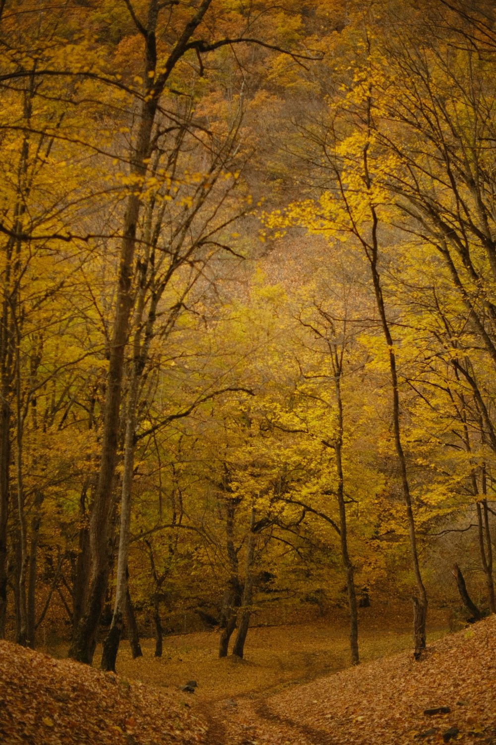 a dirt road surrounded by trees with yellow leaves