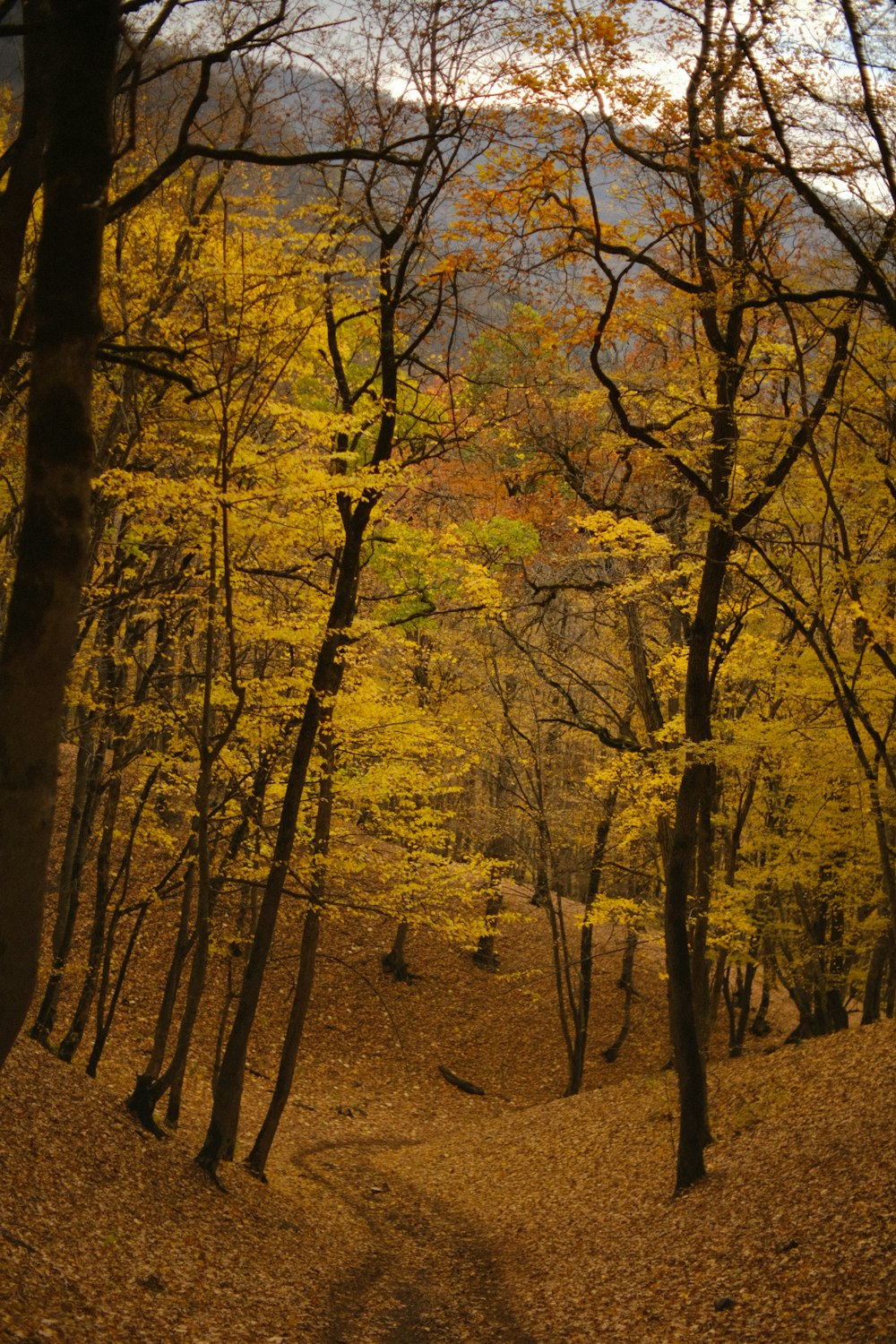 a dirt road surrounded by trees with yellow leaves