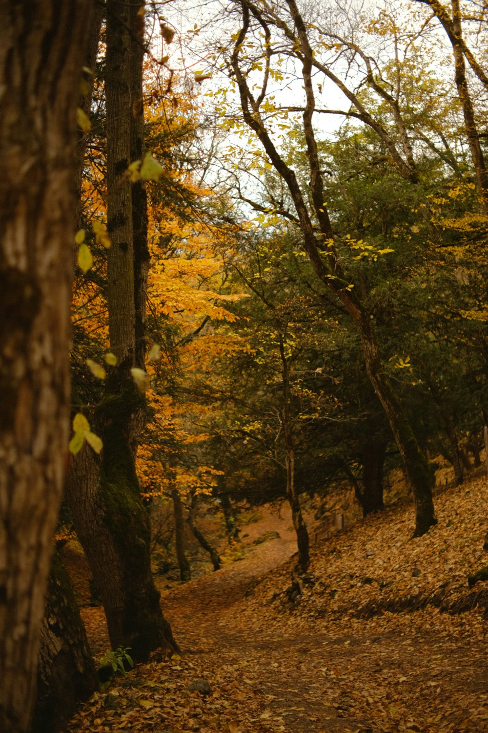 un chemin dans les bois avec beaucoup de feuilles sur le sol