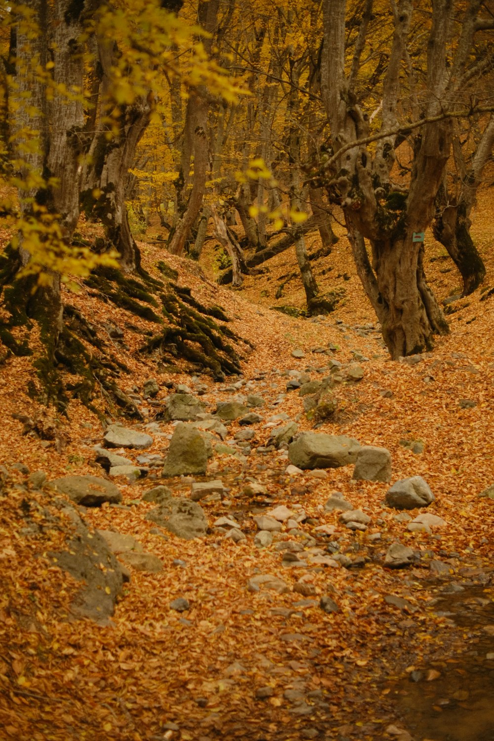 un chemin dans les bois avec des feuilles jaunes sur le sol