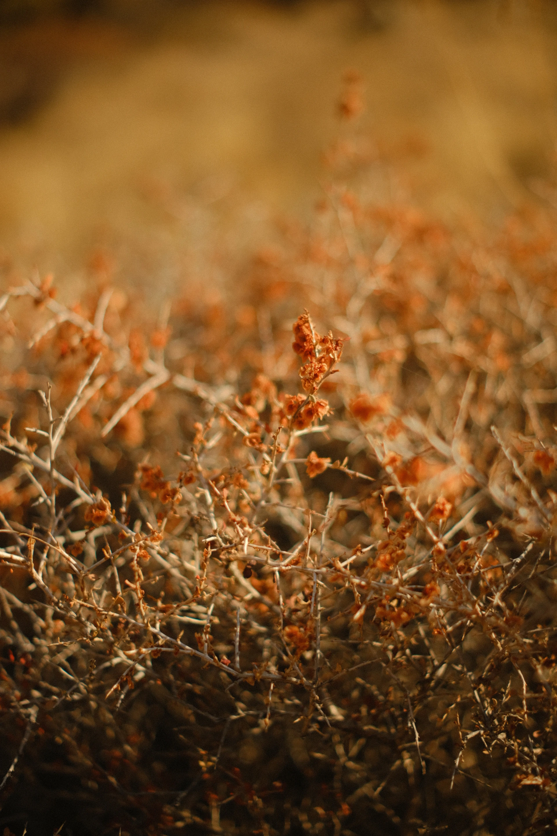 a close up of a plant with orange flowers
