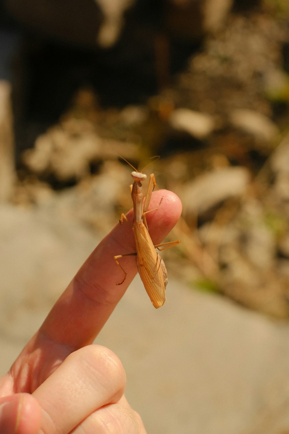 a person holding a small insect in their hand