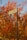 A close-up of a directional signpost pointing towards Sagmosavank, with autumn foliage in vibrant shades of orange and red in the background.