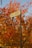 A close-up of a directional signpost pointing towards Sagmosavank, with autumn foliage in vibrant shades of orange and red in the background.