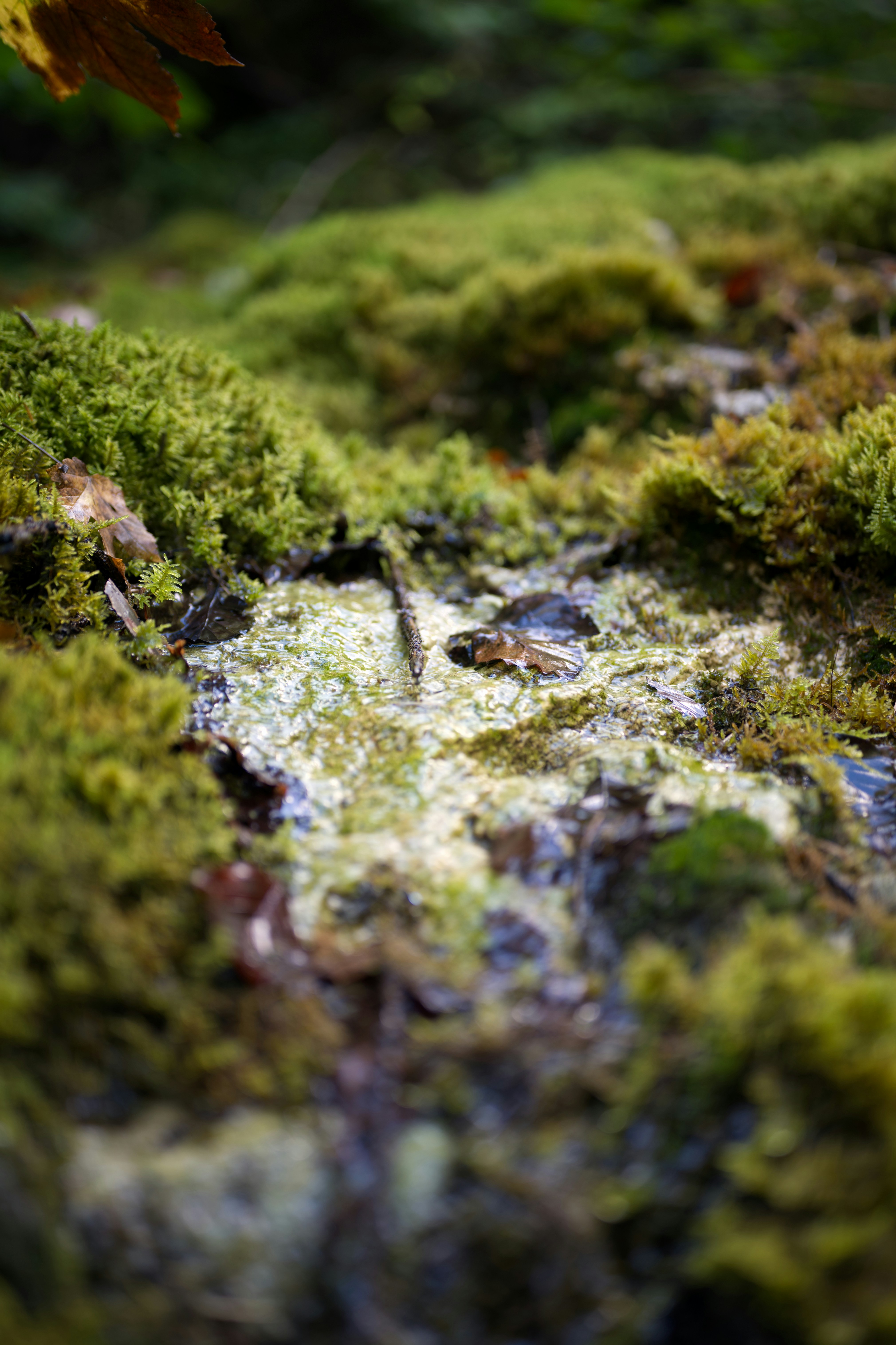 Photo by job_vermeulen