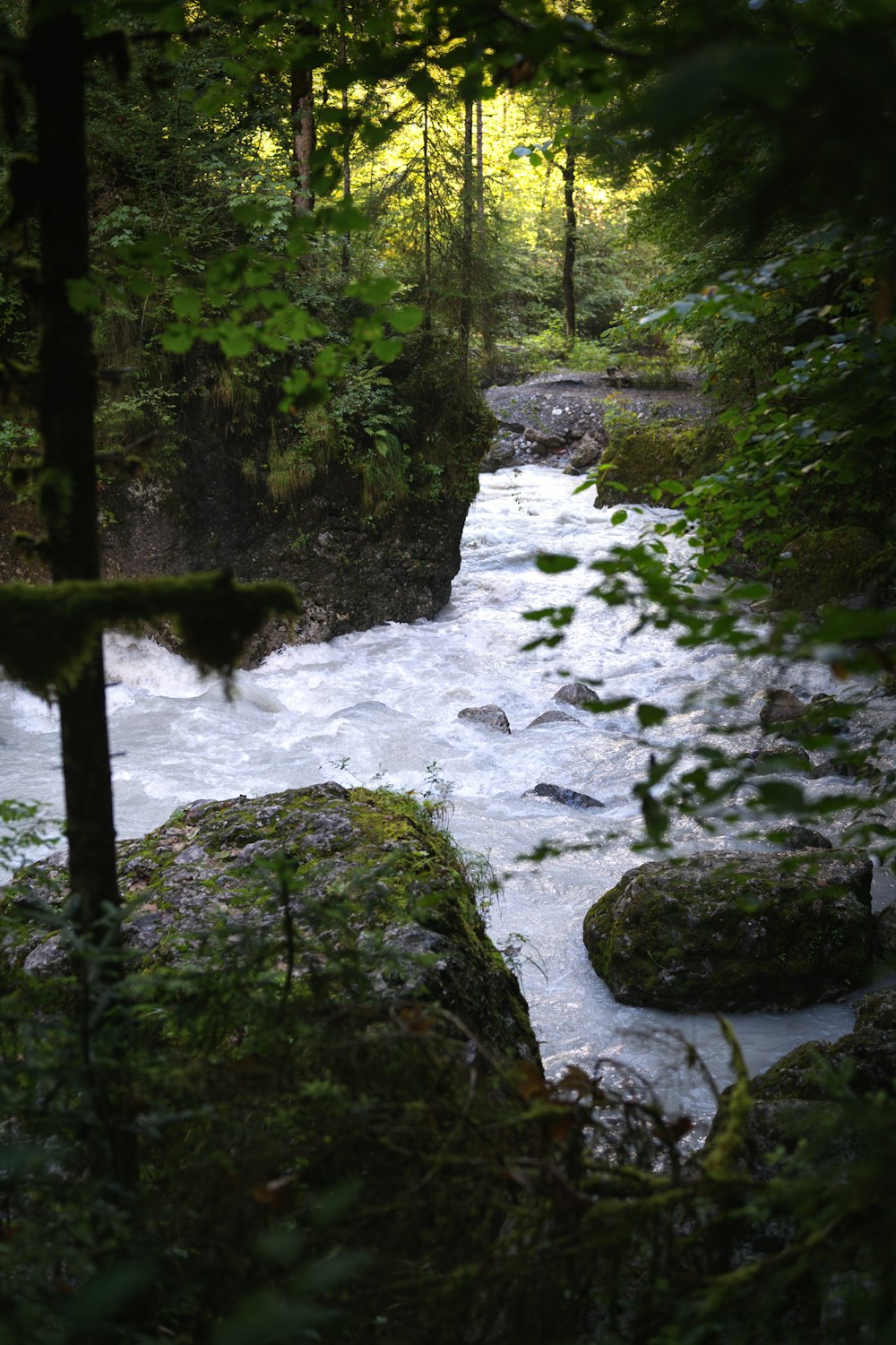 a river running through a lush green forest