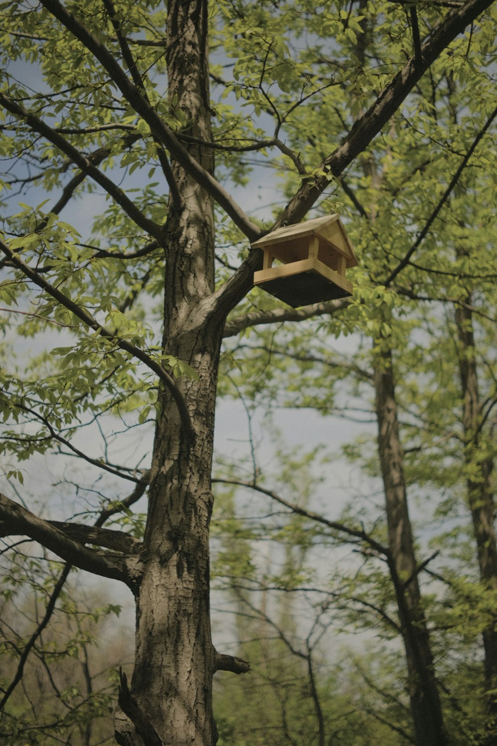 a bird house hanging from a tree in a forest