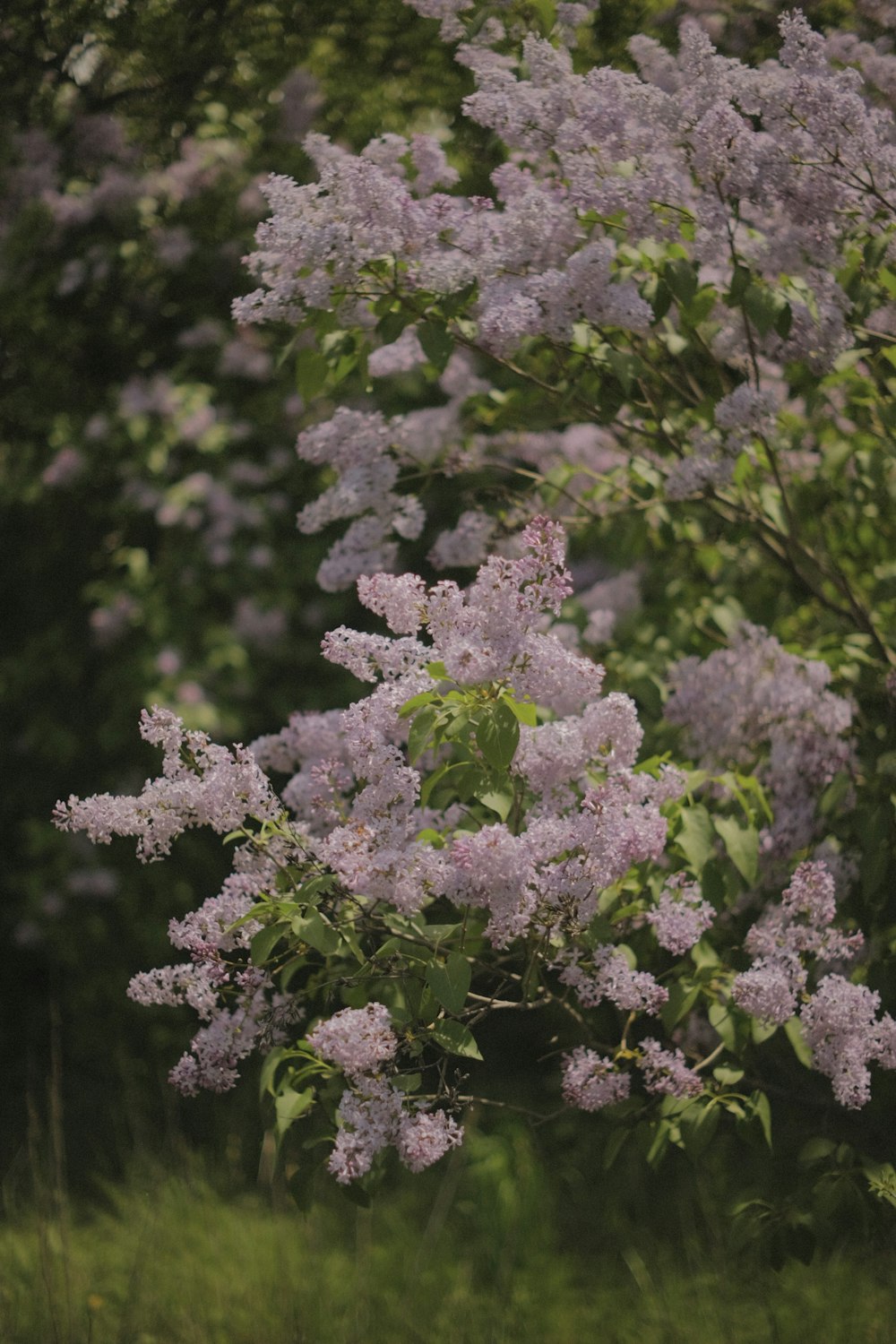 a bunch of flowers that are in the grass