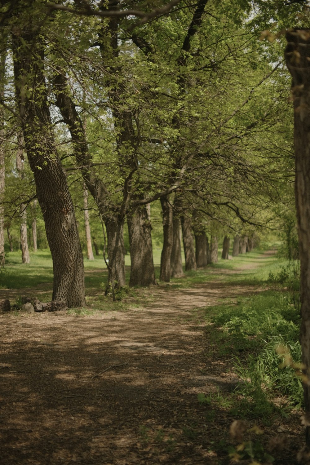 a dirt road surrounded by trees and grass