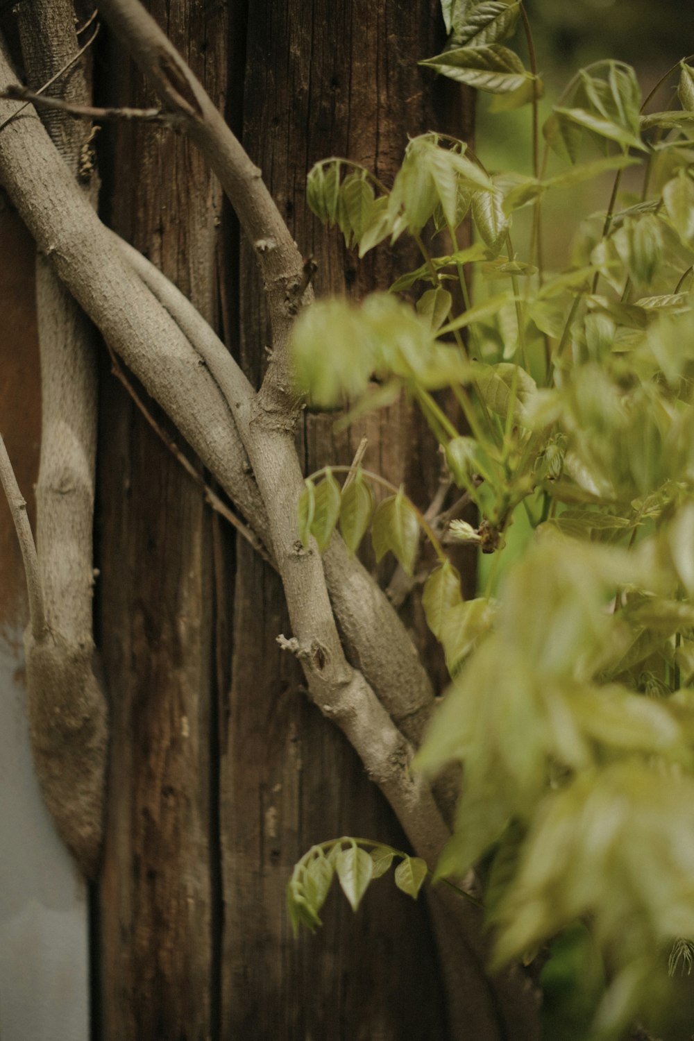 a bird perched on a tree branch next to a fence