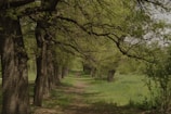 A tranquil path through a lush green forest.