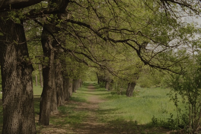 A tranquil path through a lush green forest.