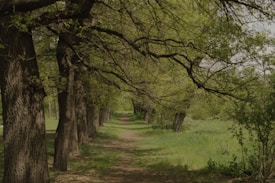 A tranquil path stretches through a lush, green forest with tall trees on either side, their branches forming a canopy overhead. Sunlight filters through the leaves, casting dappled shadows on the pathway.