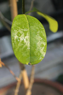 A vibrant green leaf glistening with morning dew against a soft white background.