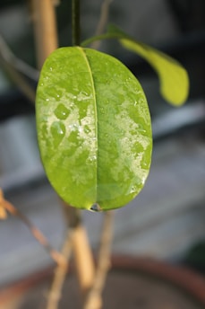 A vibrant green leaf with droplets of water beside a clear glass vial of medicine.
