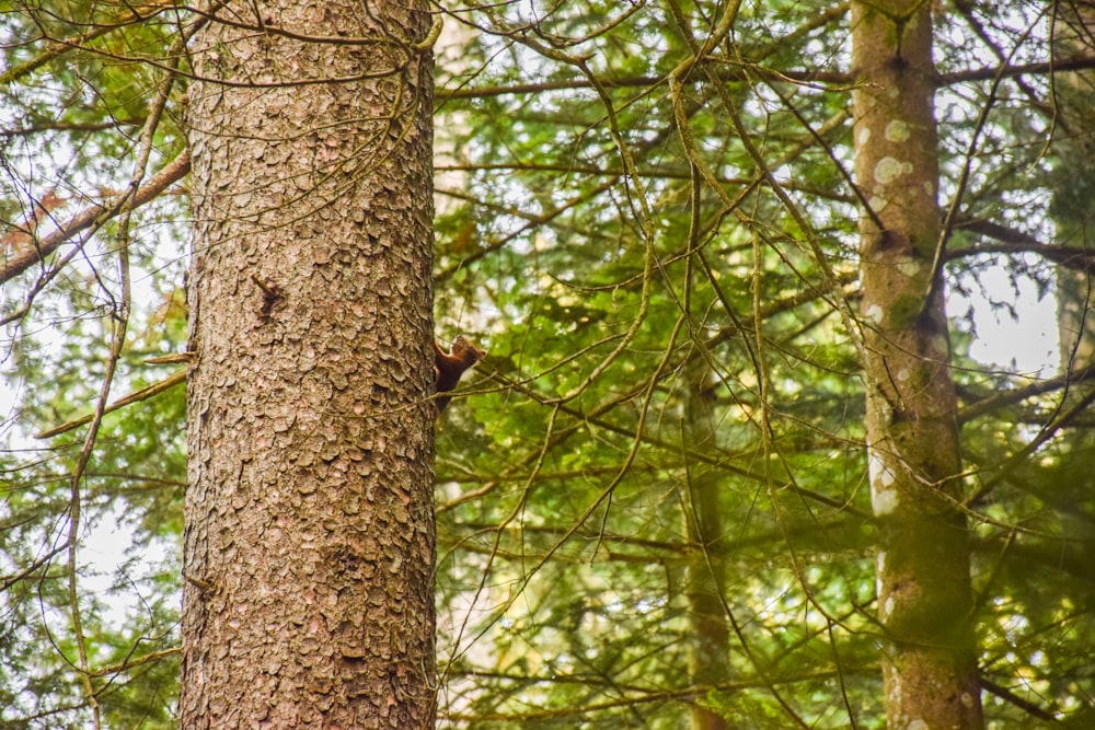 a bird is perched on the side of a tree