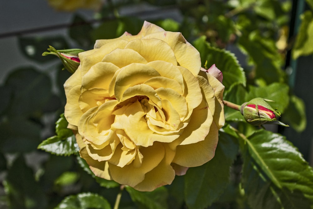 a yellow rose is blooming in a garden